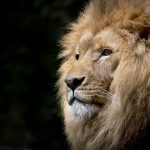 close up photography of brown lion